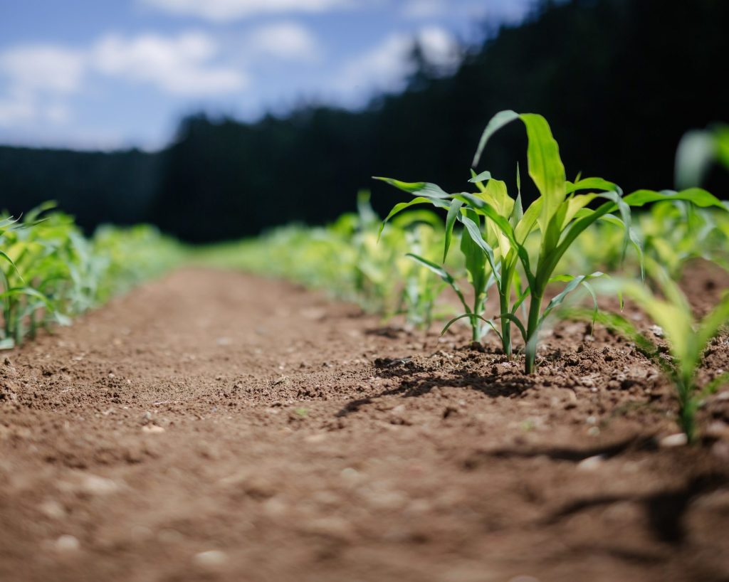 Nachhaltige CO2-Entfernung aus Biogas mit Mehrfachnutzen für die Landwirtschaft