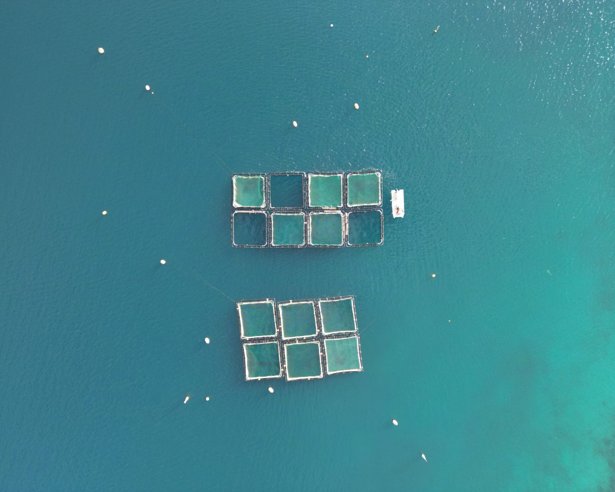 Klimaneutrale Produktion von Nähr- und Nutzstoffen aus CO2