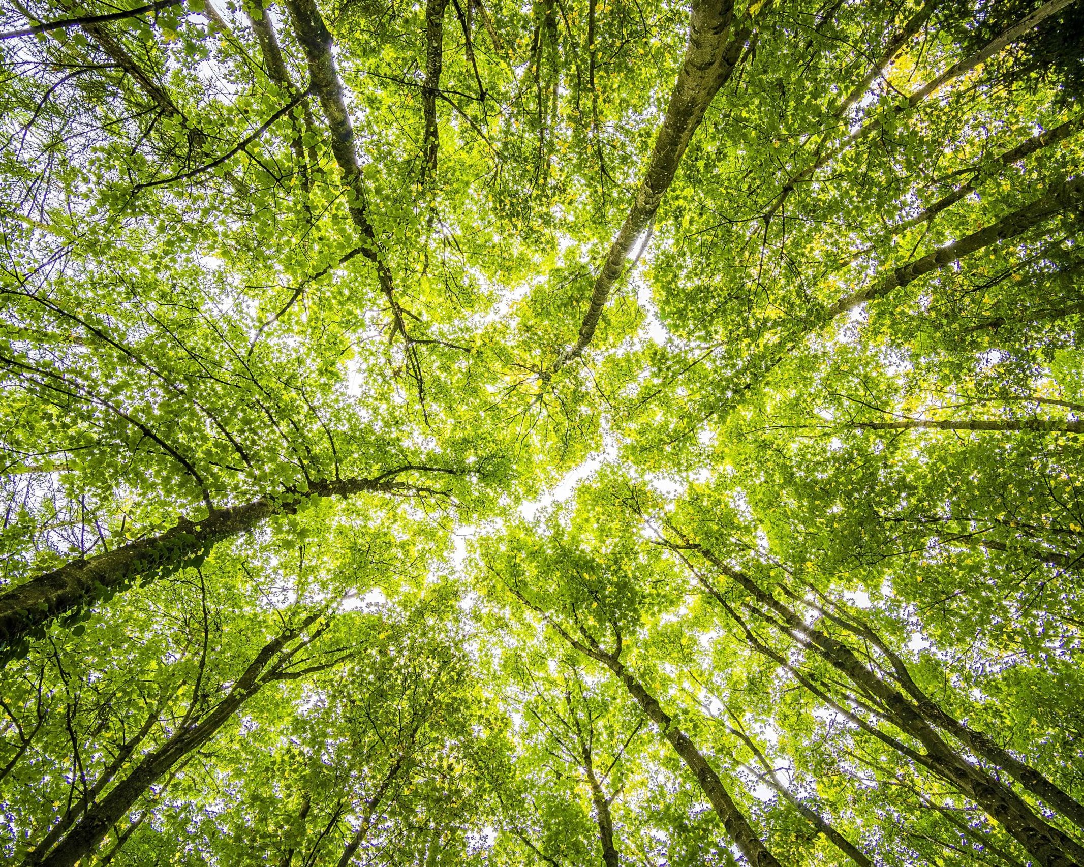 Klimaschutz kennt viele Wege