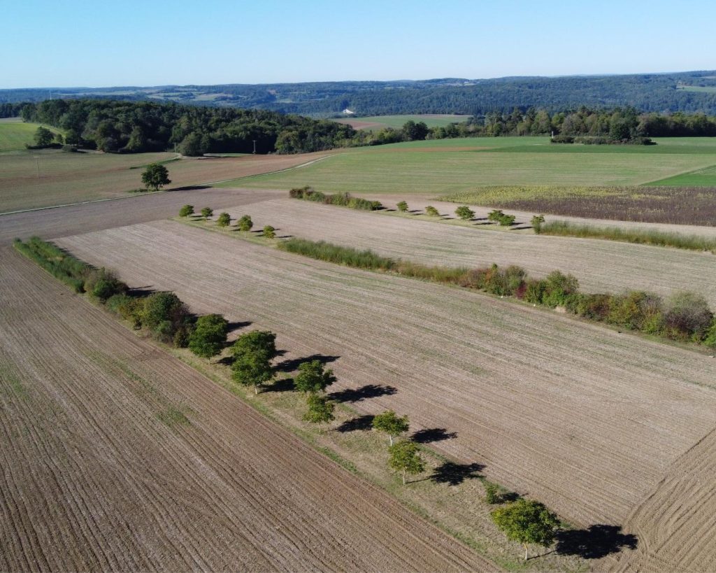 afEFFECTsLAB: Begleitende Forschungsmaßnahmen zum Projekt Wasser, Boden Agroforst