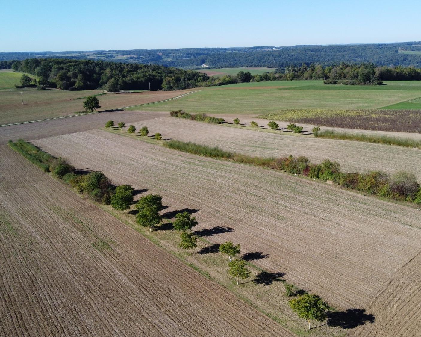afEFFECTsLAB: Begleitende Forschungsmaßnahmen zum Projekt Wasser, Boden Agroforst