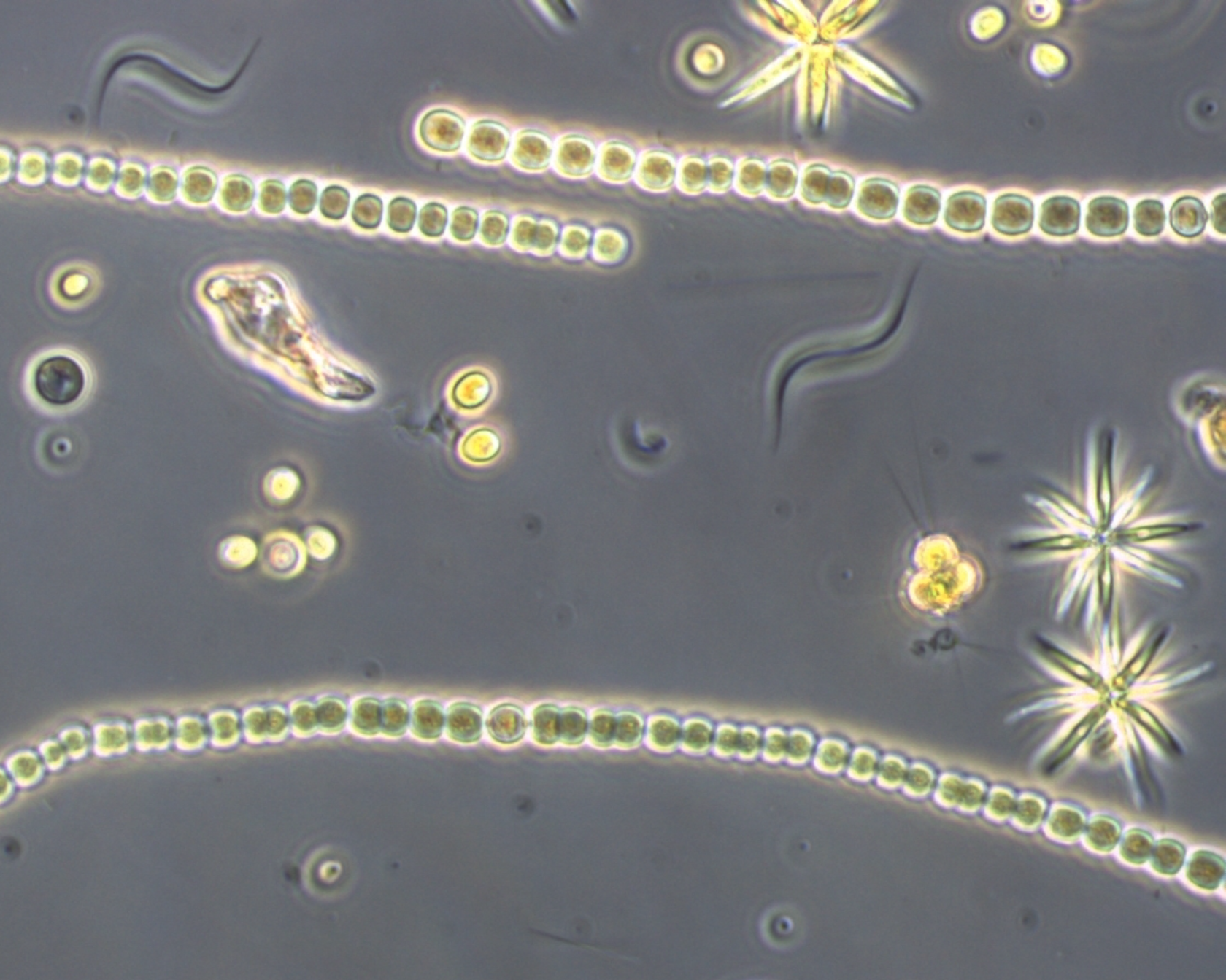 Mikroalgen als Schlüssel zur CO₂-Speicherung und Nährstoffrückgewinnung